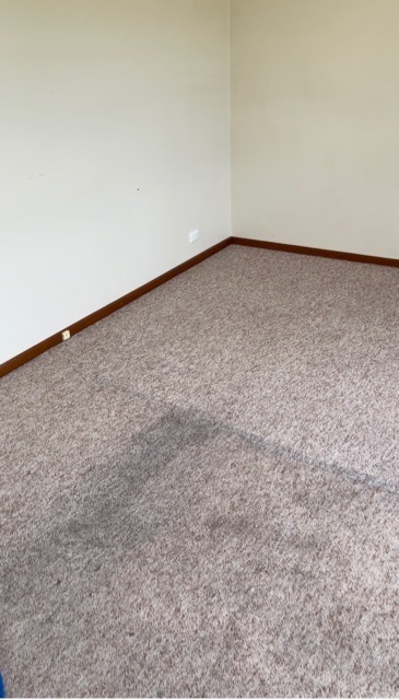 A carpet showing a clean section after using a steam cleaner, highlighting its effectiveness.