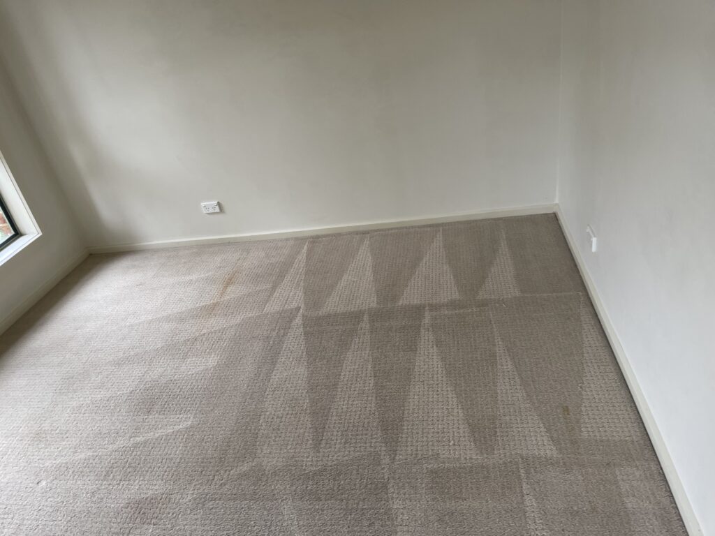 A freshly steam-cleaned carpet in an empty room, showing deep-cleaning results with visible streak patterns.